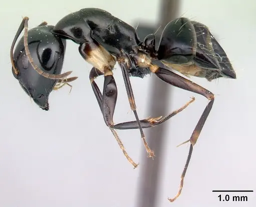Camponotus foersteri specimen CASENT0052870 image casent0052870_3