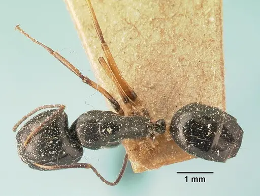 Camponotus foersteri specimen CASENT0101112 image casent0101112_1