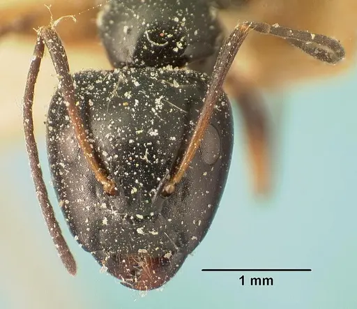 Camponotus foersteri specimen CASENT0101112 image casent0101112_2