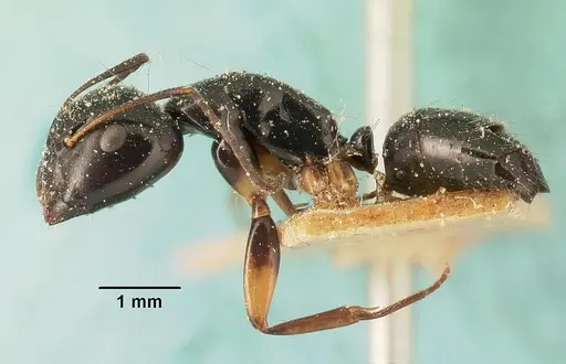 Camponotus foersteri specimen CASENT0101112 image casent0101112_3