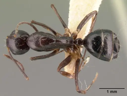 Camponotus foersteri specimen CASENT0101441 image casent0101441_1