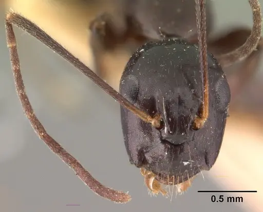 Camponotus foersteri specimen CASENT0101441 image casent0101441_2