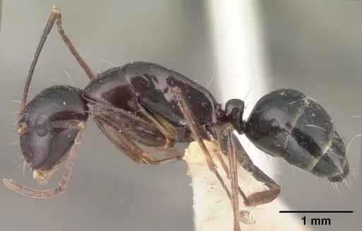 Camponotus foersteri specimen CASENT0101441 image casent0101441_3