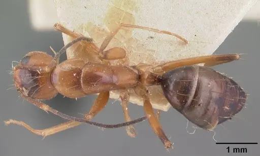 Camponotus foersteri specimen CASENT0101535 image casent0101535_1