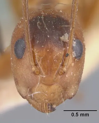 Camponotus foersteri specimen CASENT0101535 image casent0101535_2
