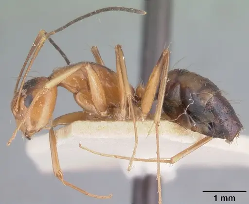 Camponotus foersteri specimen CASENT0101535 image casent0101535_3