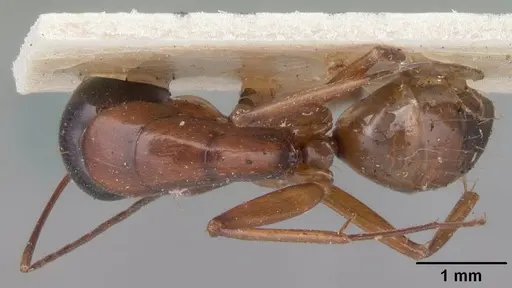 Camponotus foersteri specimen CASENT0101541 image casent0101541_1