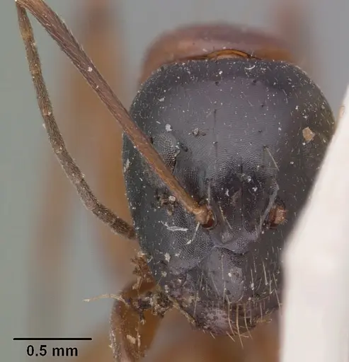 Camponotus foersteri specimen CASENT0101541 image casent0101541_2