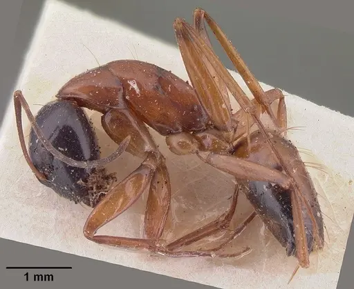 Camponotus foersteri specimen CASENT0101541 image casent0101541_3