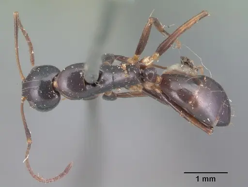 Camponotus foersteri specimen CASENT0101543 image casent0101543_1