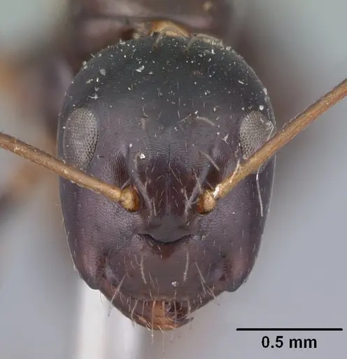 Camponotus foersteri specimen CASENT0101543 image casent0101543_2