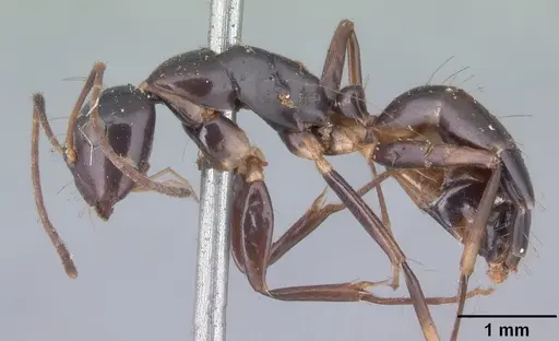 Camponotus foersteri specimen CASENT0101543 image casent0101543_3