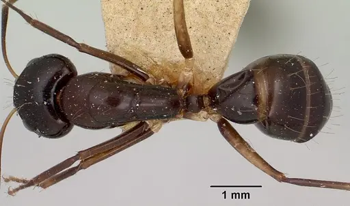 Camponotus foersteri specimen CASENT0101545 image casent0101545_1
