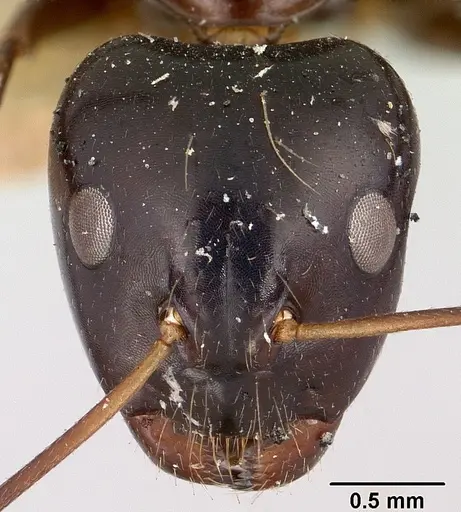 Camponotus foersteri specimen CASENT0101545 image casent0101545_2