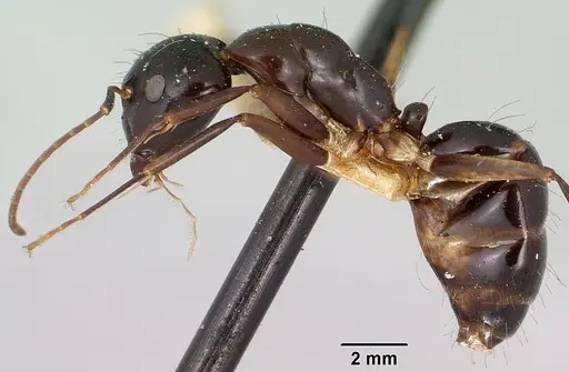 Camponotus foersteri specimen CASENT0101545 image casent0101545_3