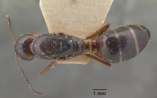 Camponotus foersteri specimen CASENT0101546 image casent0101546_1