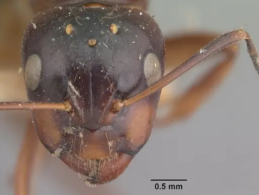 Camponotus foersteri specimen CASENT0101546 image casent0101546_2