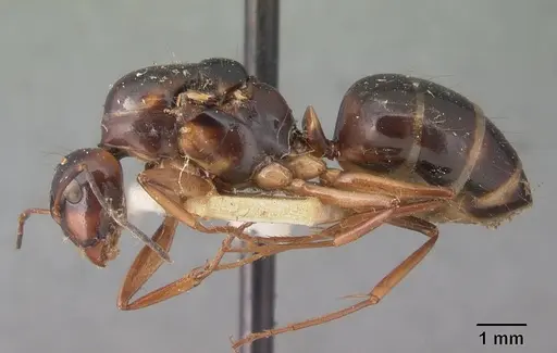 Camponotus foersteri specimen CASENT0101546 image casent0101546_3