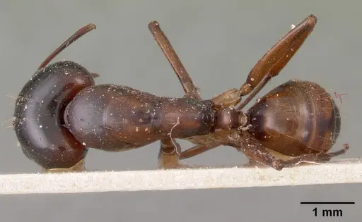 Camponotus foersteri specimen CASENT0102100 image casent0102100_1