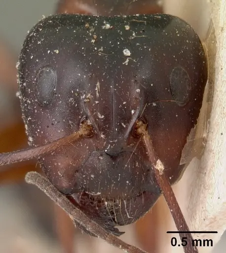 Camponotus foersteri specimen CASENT0102100 image casent0102100_2