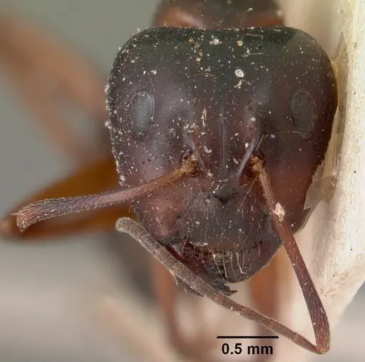 Camponotus foersteri specimen CASENT0102100 image casent0102100_3