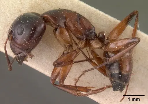 Camponotus foersteri specimen CASENT0102100 image casent0102100_4