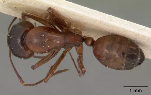 Camponotus foersteri specimen CASENT0102101 image casent0102101_1