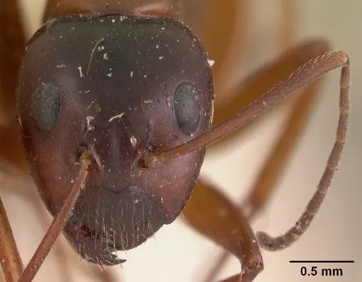 Camponotus foersteri specimen CASENT0102101 image casent0102101_2