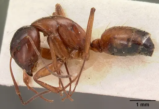 Camponotus foersteri specimen CASENT0102101 image casent0102101_3