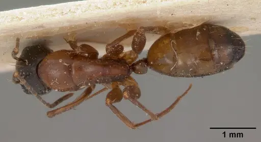 Camponotus foersteri specimen CASENT0102102 image casent0102102_1