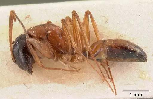Camponotus foersteri specimen CASENT0102102 image casent0102102_3