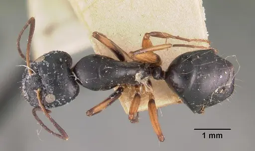 Camponotus foersteri specimen CASENT0102421 image casent0102421_1