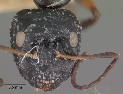 Camponotus foersteri specimen CASENT0102421 image casent0102421_2