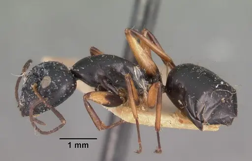 Camponotus foersteri specimen CASENT0102421 image casent0102421_3