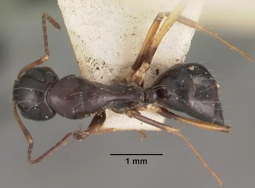 Camponotus foersteri specimen CASENT0102422 image casent0102422_1