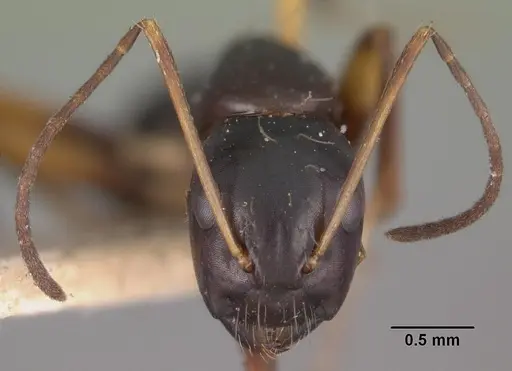 Camponotus foersteri specimen CASENT0102422 image casent0102422_2