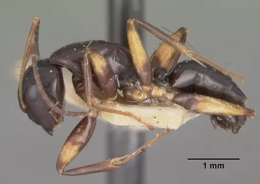 Camponotus foersteri specimen CASENT0102422 image casent0102422_3