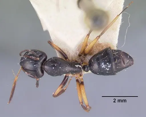Camponotus foersteri specimen CASENT0102423 image casent0102423_1