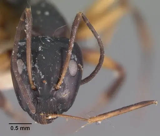 Camponotus foersteri specimen CASENT0102423 image casent0102423_2