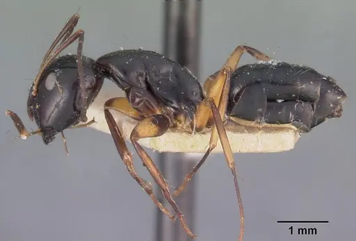 Camponotus foersteri specimen CASENT0102423 image casent0102423_3