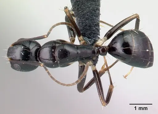 Camponotus foersteri specimen CASENT0217285 image casent0217285_1