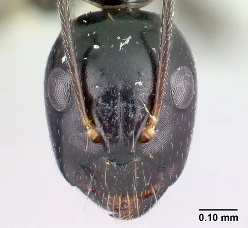 Camponotus foersteri specimen CASENT0217285 image casent0217285_2
