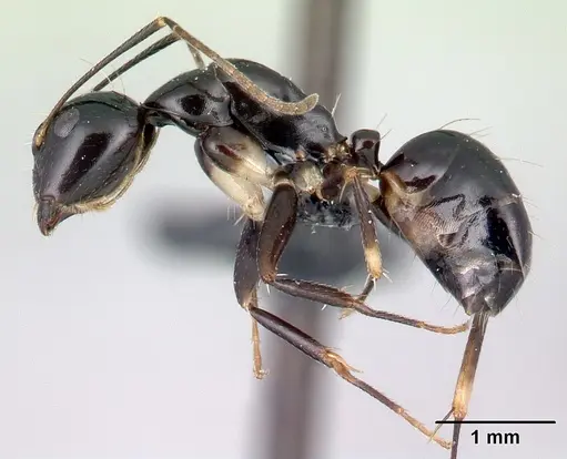 Camponotus foersteri specimen CASENT0217285 image casent0217285_3