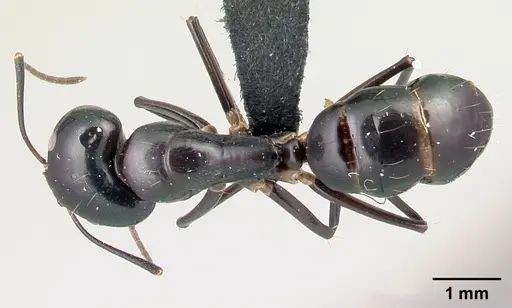 Camponotus foersteri specimen CASENT0217293 image casent0217293_1