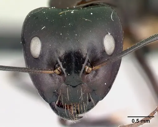 Camponotus foersteri specimen CASENT0217293 image casent0217293_2