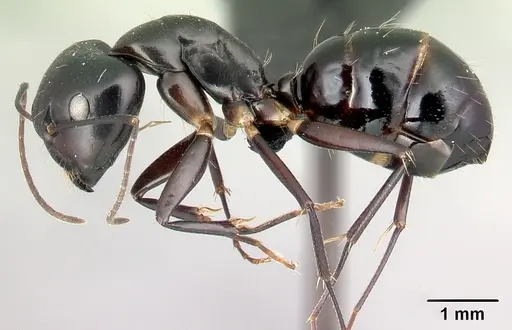 Camponotus foersteri specimen CASENT0217293 image casent0217293_3