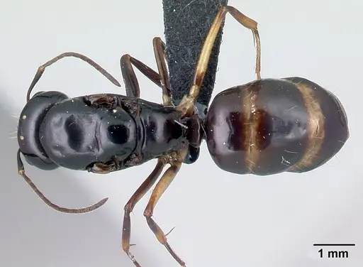 Camponotus foersteri specimen CASENT0486897 image casent0486897_1