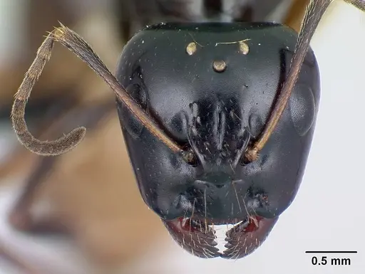 Camponotus foersteri specimen CASENT0486897 image casent0486897_2