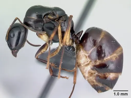 Camponotus foersteri specimen CASENT0486897 image casent0486897_3