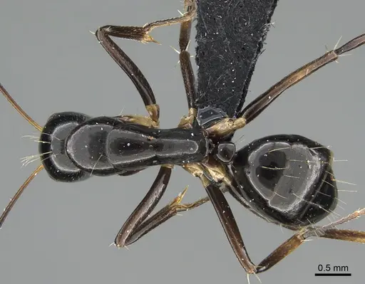 Camponotus foersteri specimen CASENT0486918 image casent0486918_1